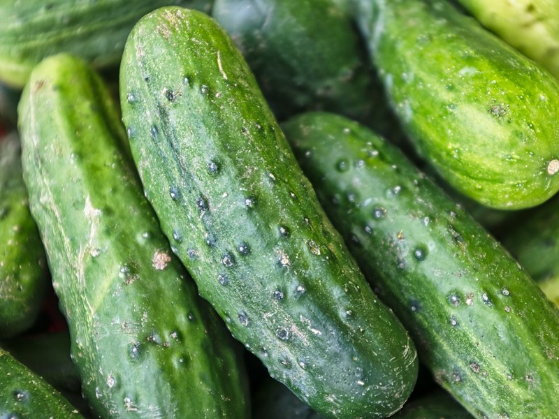 Green cucumber lot